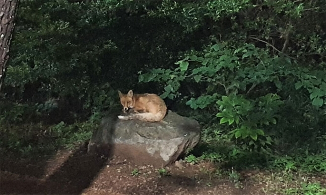 Red fox SKM-2121 seen in Busan (Korea National Park) 