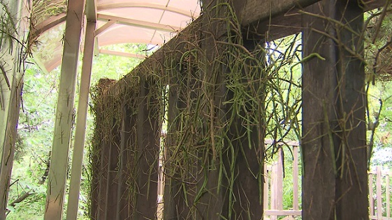 A picture of stick insects that appeared in a public park near Bongsan in Seoul in July. (KBS)