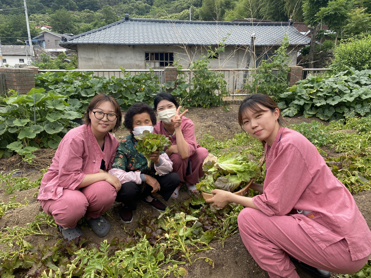 Participants of “Thanks, halmae” project harvest lettuce from an older resident‘s garden in Hamyang County in South Gyeongsang Province, on June 18. (Park Seo-won)