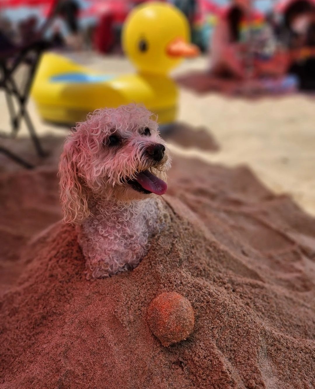 Mango the poodle visits Meong Beach in Gangwon Province on July 9. (Courtesy of Lee)