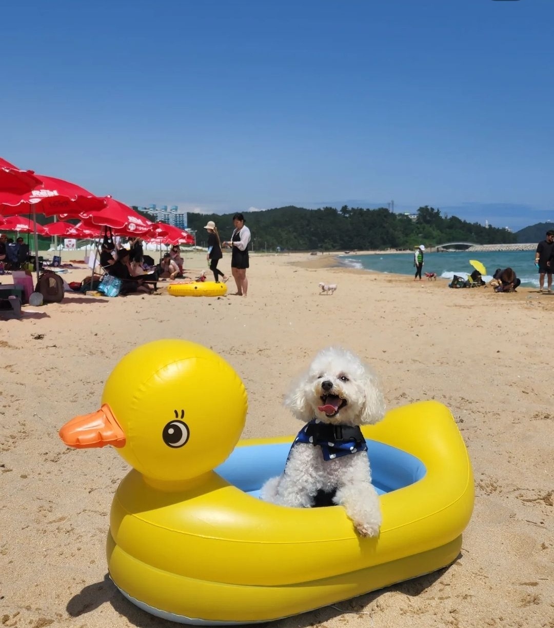 Mango the poodle visits Meong Beach in Gangwon Province on July 9. (Courtesy of Lee)