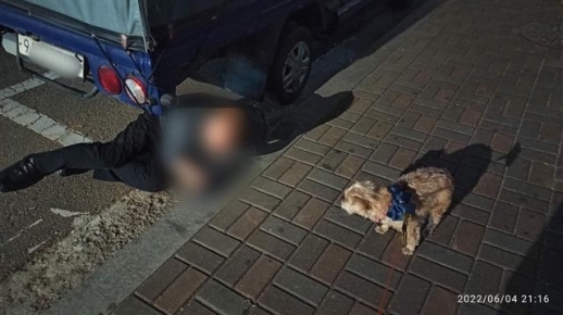 Jjangsoon, a 16-year-old female Yorkshire terrier and the oldest member of the patrol team, near a man lying on the road near a parked truck in Amsa-dong, Gangdong-gu, in June.  Jjangsoon's owner contacted the man's family and informed them of her location.  (Courtesy of Seoul Metropolitan Autonomous Police Commission)