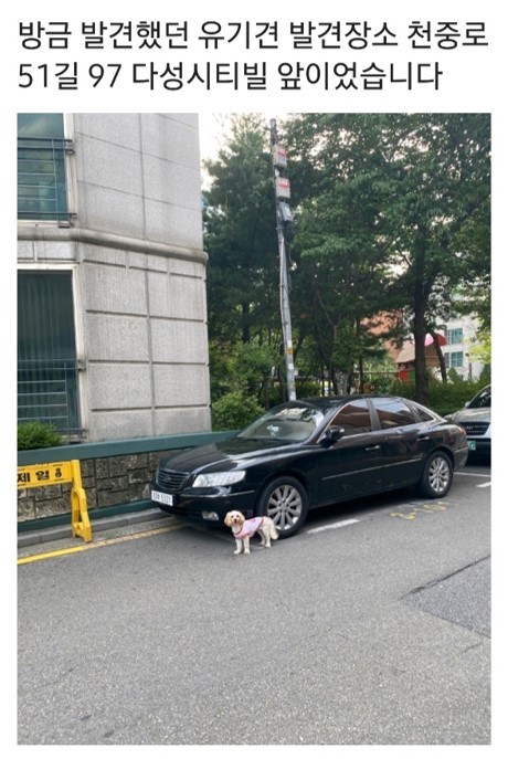 A screenshot of a post, uploaded to a group communication app used by the patrol team members, reporting a stray puppy. (Courtesy of Seoul Metropolitan Autonomous Police Commission)