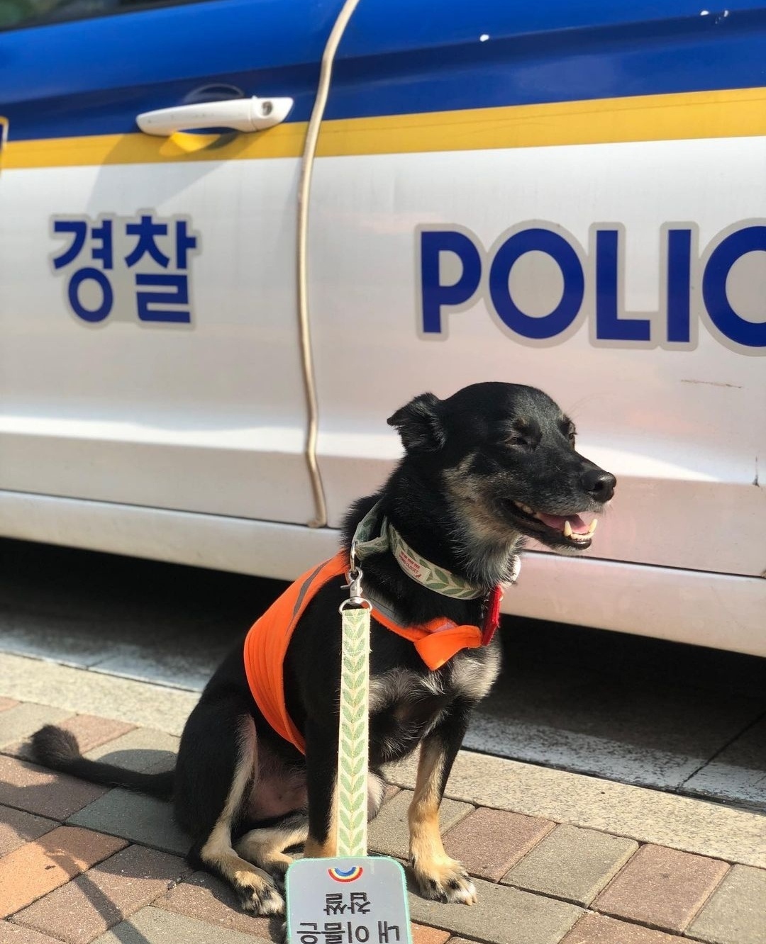 Chappssal, a 4-year-old Doberman mix and member of Hachi Petrol, poses for a photo in front of a police car.  (Choi Jae-hee / The Korea Herald)