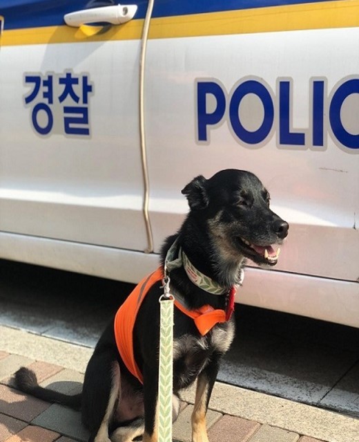 Chappssal, a 4-year-old Doberman mix and member of Hachi Petrol, poses for a photo in front of a police car. (Choi Jae-hee / The Korea Herald)