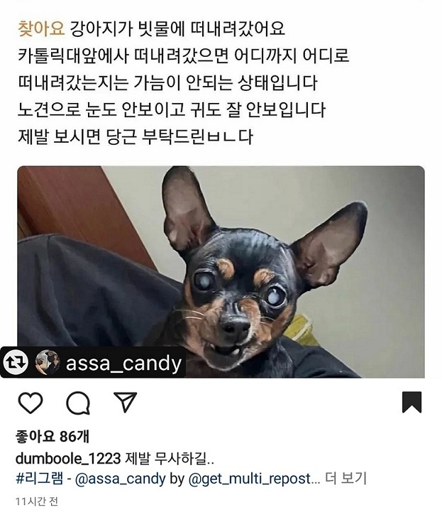 A screenshot of an Instagram post looking for a puppy which was swept away in the rain at the Catholic University of Korea’s campus in Bucheon, Gyeonggi Province (Instagram @assa_candy)