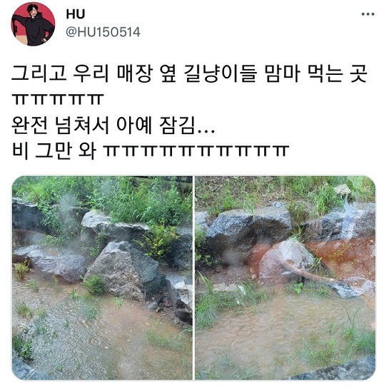 screenshot of a tweet showing pictures of a flooded park where some stray cats used to be fed by cat moms (Twitter@HU150514)