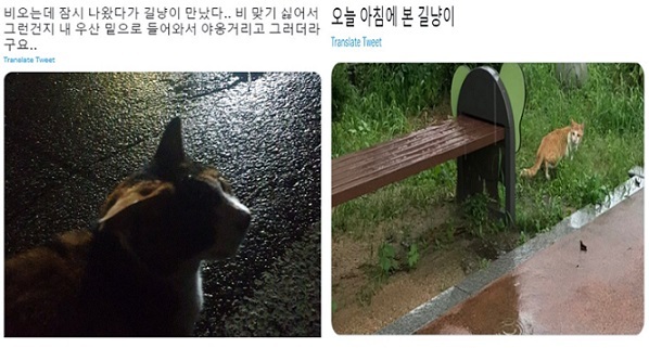 A screenshot of tweets showing pictures of street cats in the rain