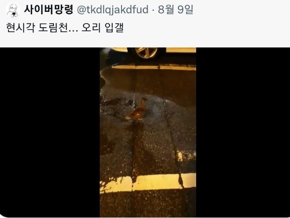 A screenshot of a video that shows a duck on a street near the Dorimcheon stream in Seoul’s Gwanak District (Twitter@tkdlqjakdfud)
