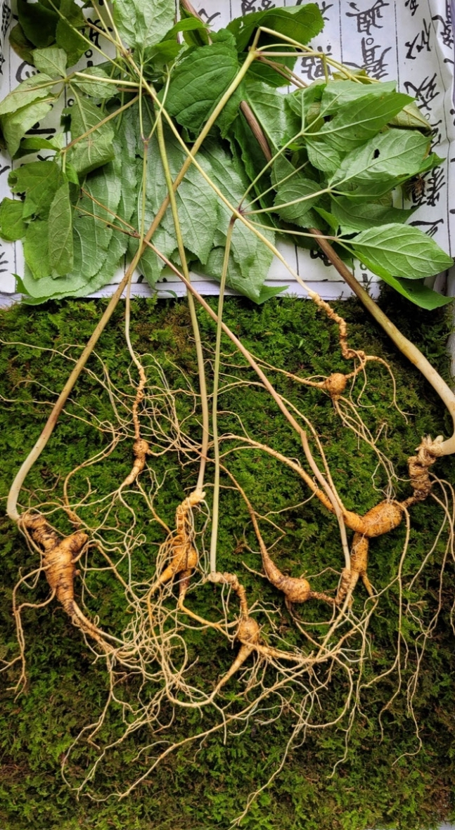 “Ginseng liar berusia 100 tahun ditemukan di Gunung Jiri “Saya melihatnya”… 7 akar bernilai 120 juta won” – The Herald Economics