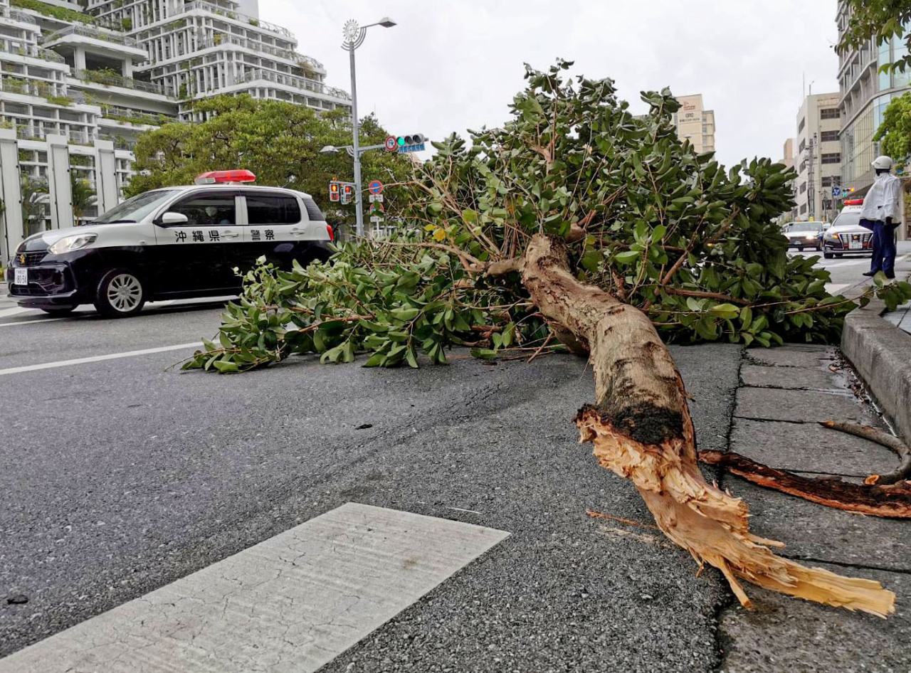 This photo shows a fallen roadside tree in strong winds brought by Typhoon shows a fallen roadside tree in strong winds brought by Typhoon Hinnamnor in Okinawa, Japan. (Yonhap) 