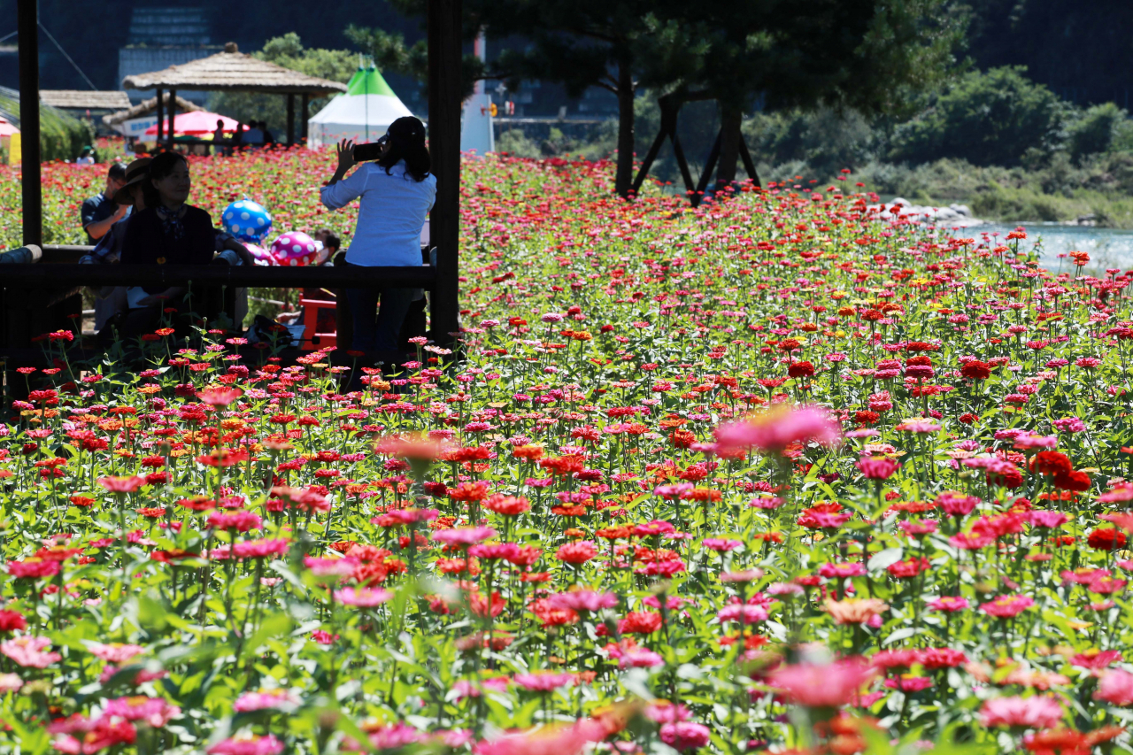 Flowers are seen at a festival held in Pyeongchang, Gangwon Province, on Thursday. (Yonhap)