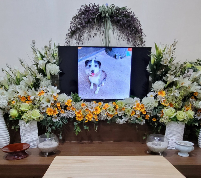 This photograph shows a funeral for the dog Boksun, held by the Beagle Rescue Network. (Yonhap)