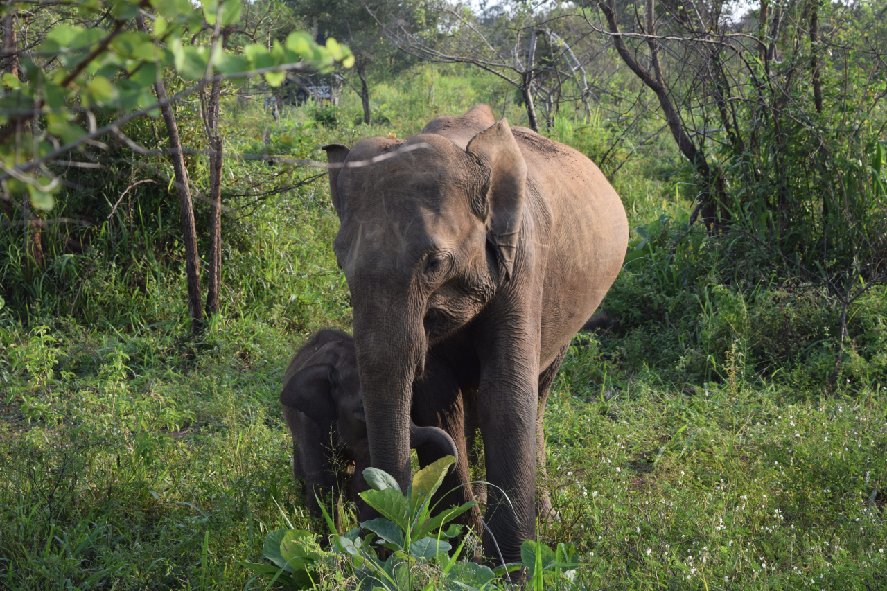 Wild elephants are observed at the Minneriya National Park, on March 26. (Kim Hae-yeon/ The Korea Herald)