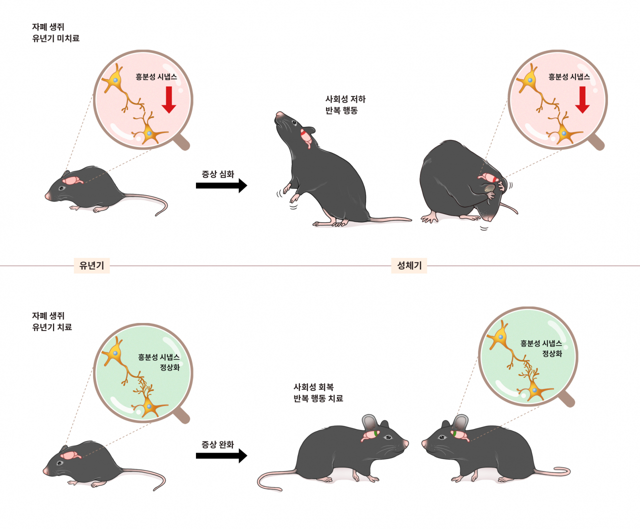 An image shows how mice with autism can be treated with early medication during infancy. (Institute of Basic Science)