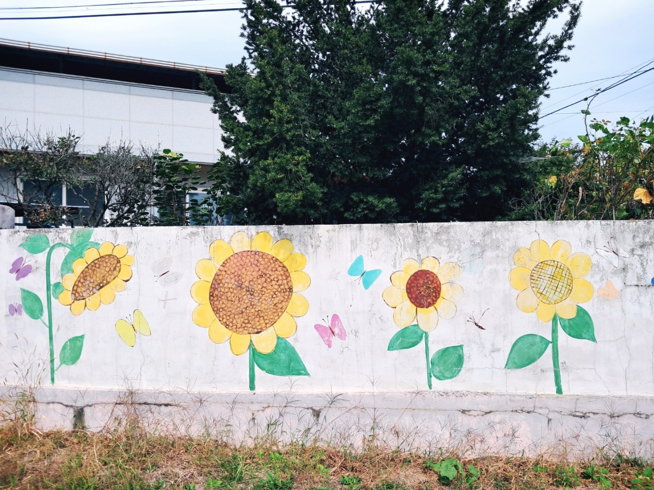 Sunflowers and butterflies decorate a wall in Sinpung-ri, Yecheon, North Gyeongsang Province. (Lee Si-jin/The Korea Herald)