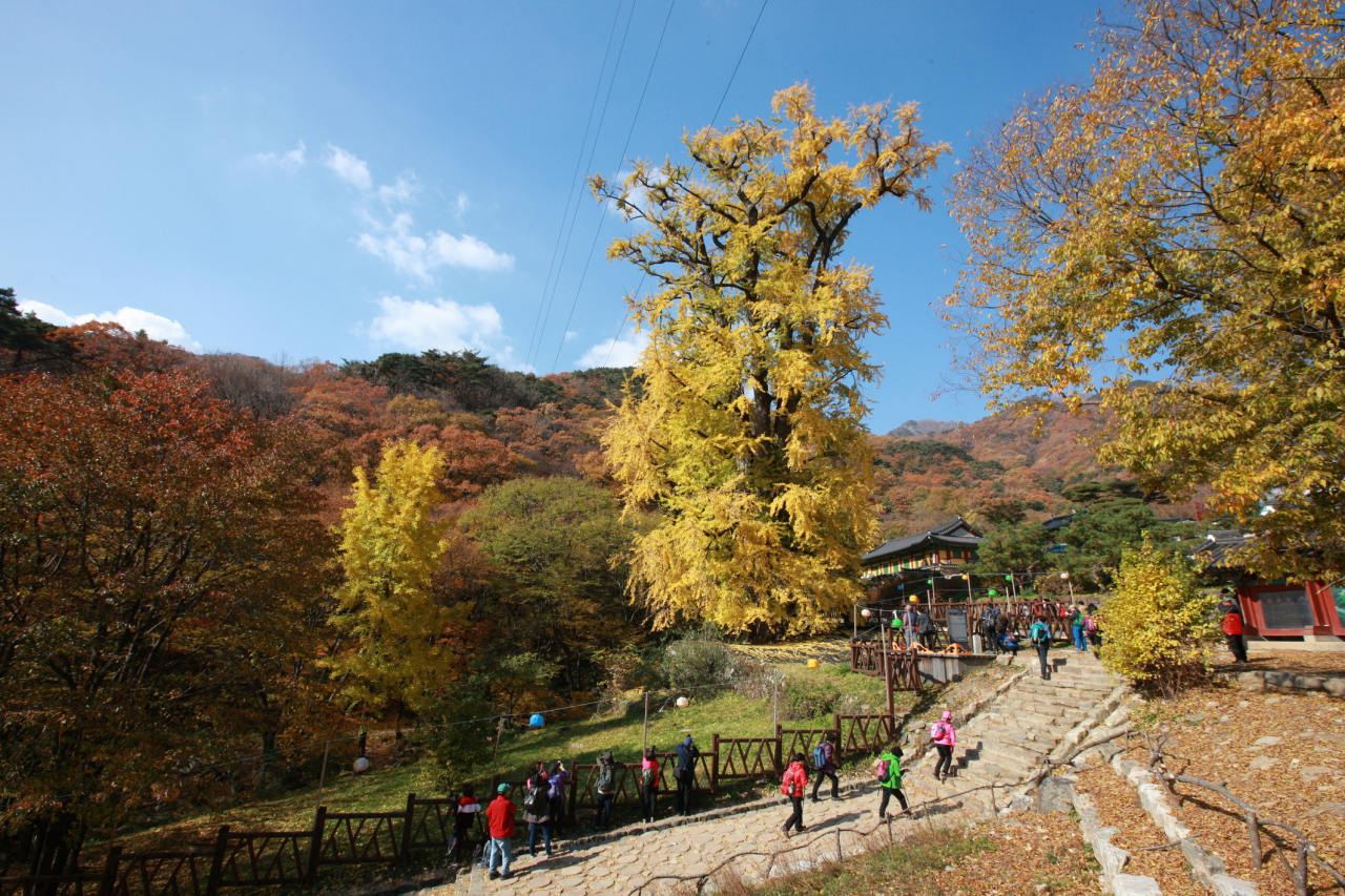 An iconic ginkgo tree stands tall at Yongmunsa in Yangpyeong, Gyeonggi Province. (Kim Ji-ho/Korea Tourism Organization)
