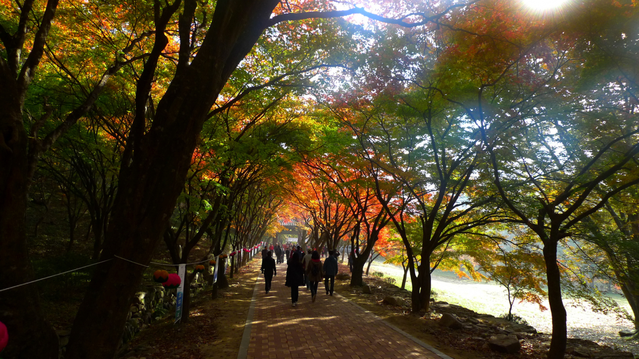 관광객들이 전라북도 정읍 내장산국립공원의 단풍터널을 걷고 있다.  (두드림-한국관광공사)