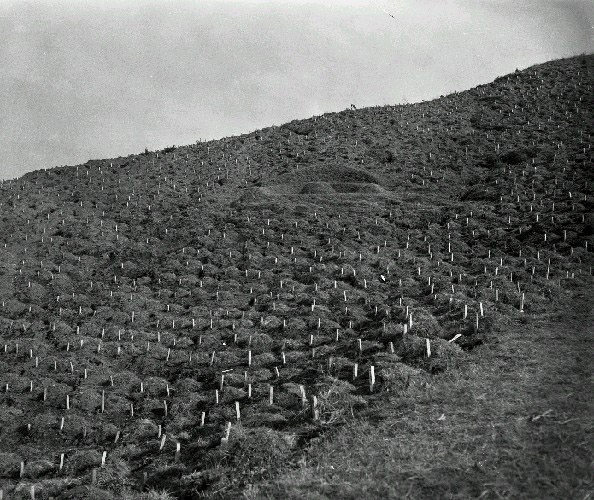 1958년 망구리 묘지(서울특별시)