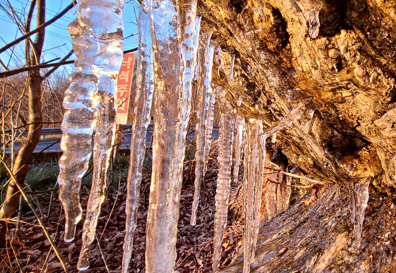 Icicles hang long on the rocks next to the Daegwallyeong Road on Sunday when the morning temperature in the region fell to minus 7.1 degrees Celsius. (Yonhap)