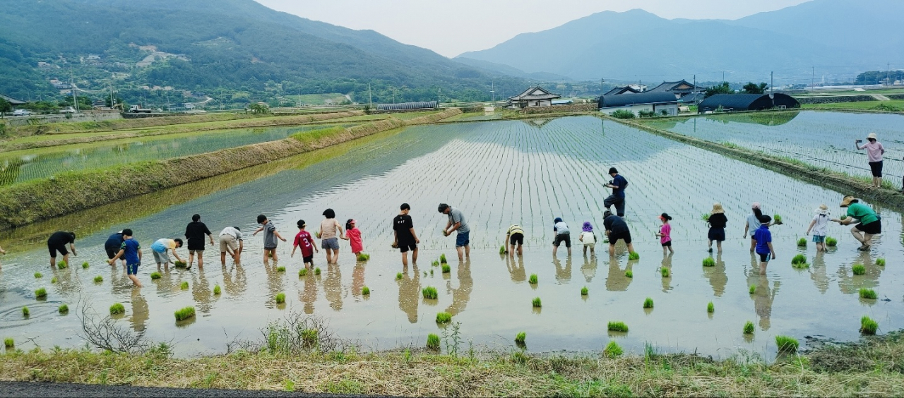 Students at Gwangui Elementary School in Gurye, South Jeolla Province try out rice transplanting, an essential process in rice cultivation. (Seoul Metropolitan Office of Education)