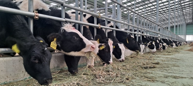 Milk cows await their flight to Nepal at a local farm in Korea. (Heifer Korea)
