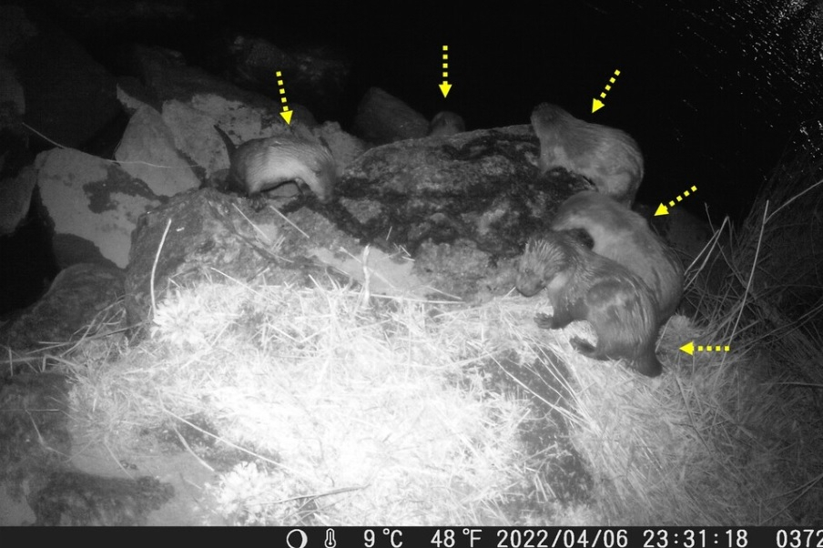 Five Eurasian otters are seen in this security camera footage taken in April last year. (Seoul Metropolitan Government)
