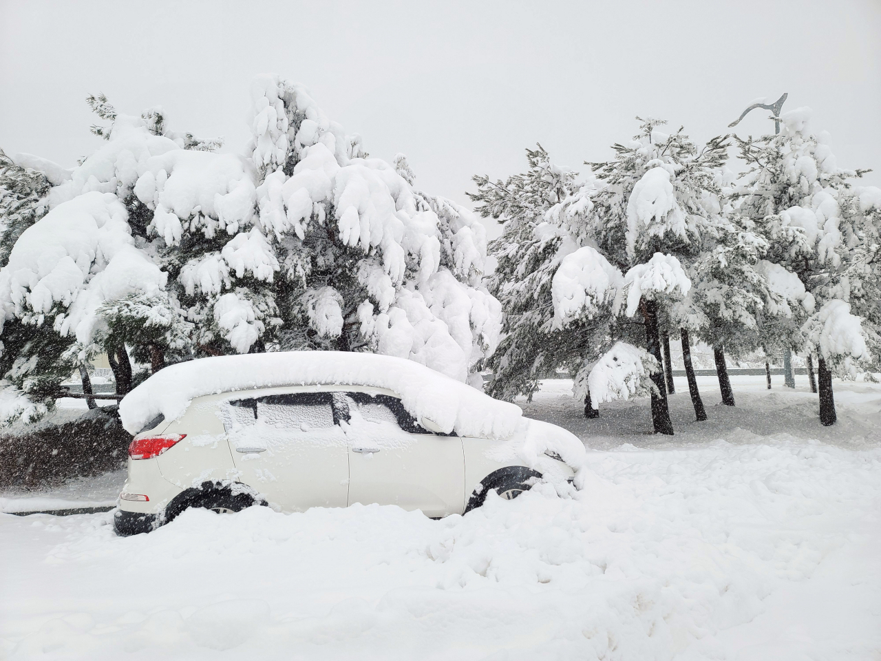 Snow is piled up on a vehicle and trees at a road in Sokcho, Gangwon Province, Sunday morning. (Yonhap)