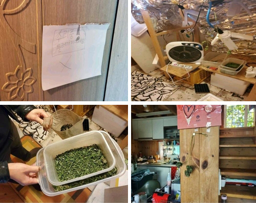 The photos show cannabis grown inside a house of one of the indicted. (Courtesy of Seoul Central District Prosecutors' Office)