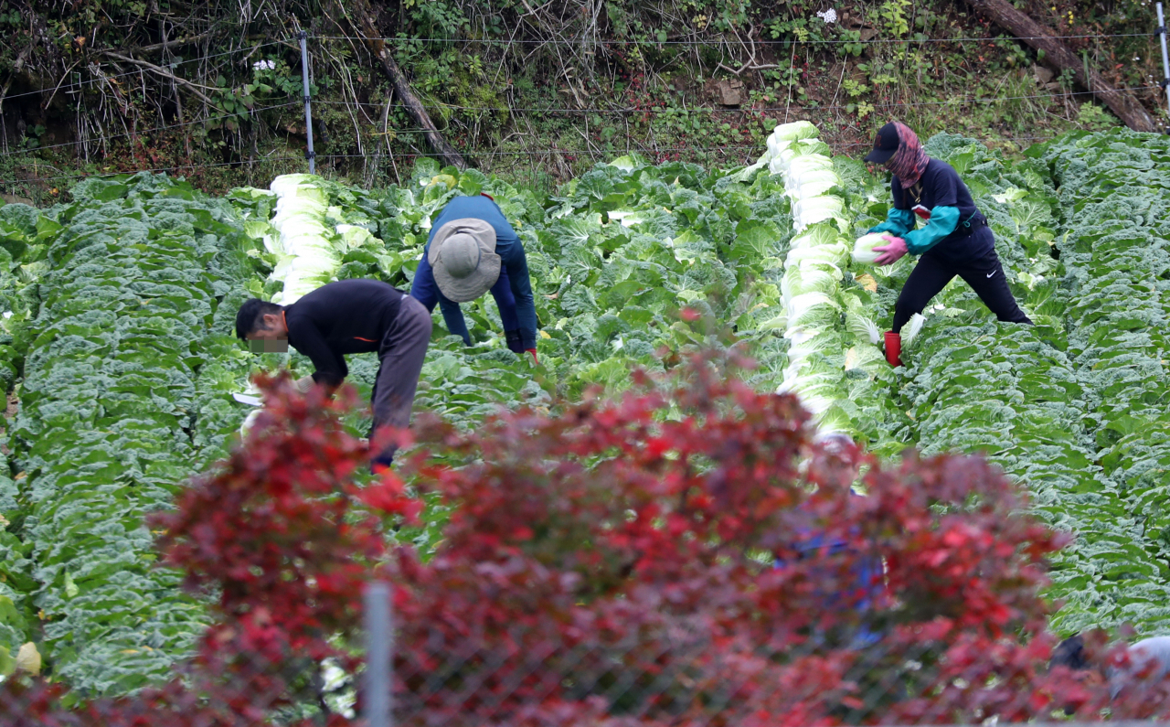 Foreign workers harvest cabbage at a farm in Hongcheon, Gangwon Province. (Yonhap)