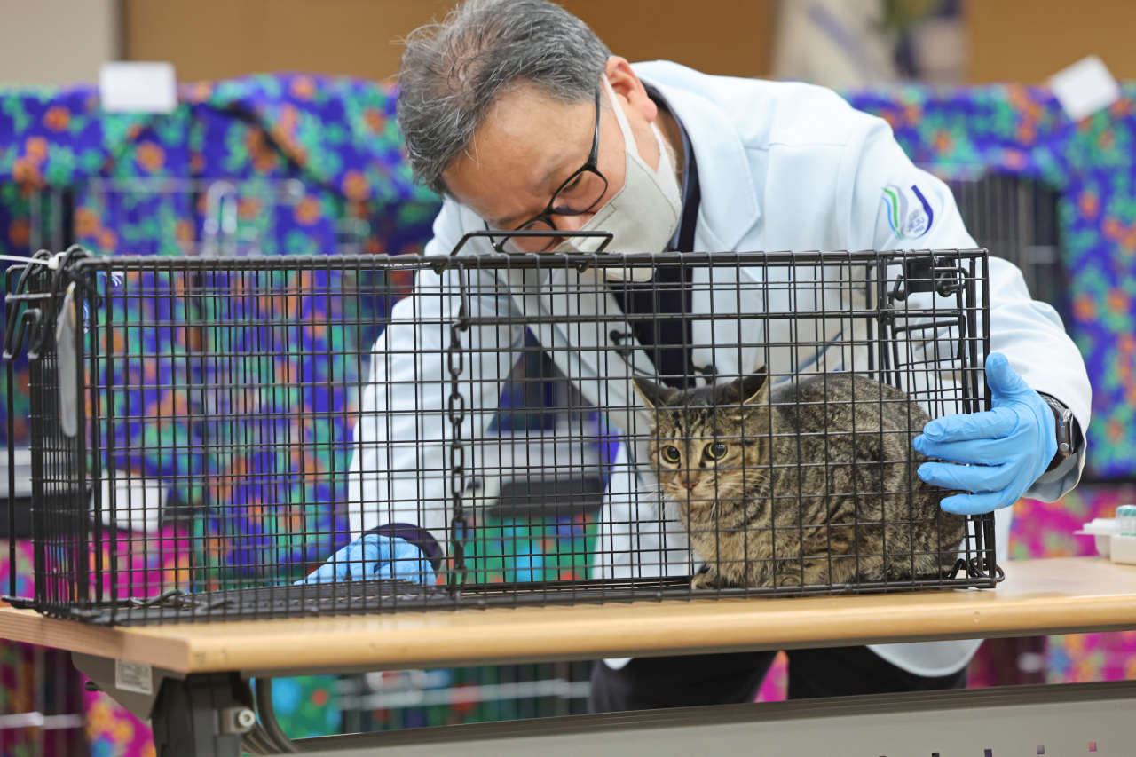 Prof. Yun Young-min of Jeju National University checks up on a cat on Friday in the Jeju World Natural Heritage Center after the rescue operation in Marado. (Yonhap)