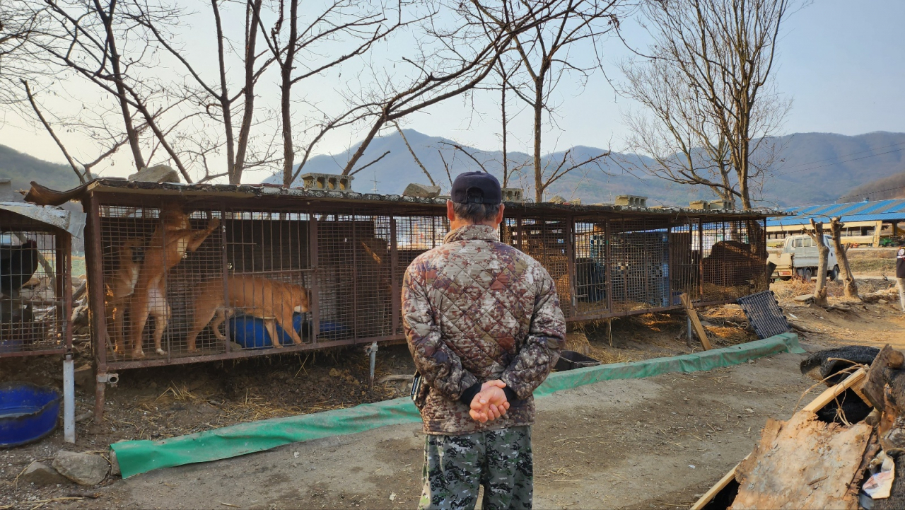 Mr. Yang, a 73-year-old dog farm owner, looks around his dog farm located in Asan, South Chungcheong Prrovince, Wednesday. (Lee Jung-youn/The Korea Herald)