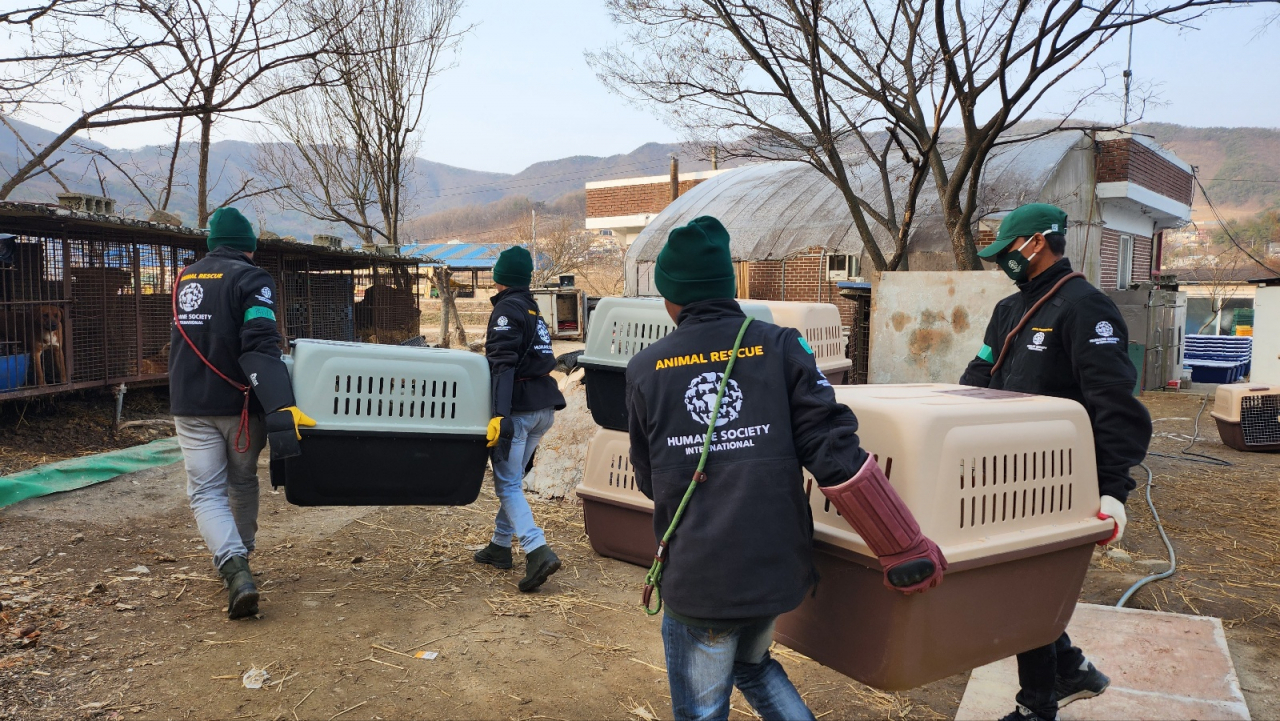 Members of the Humane Society International move kennels that hold dogs. (Lee Jung-youn/The Korea Herald)