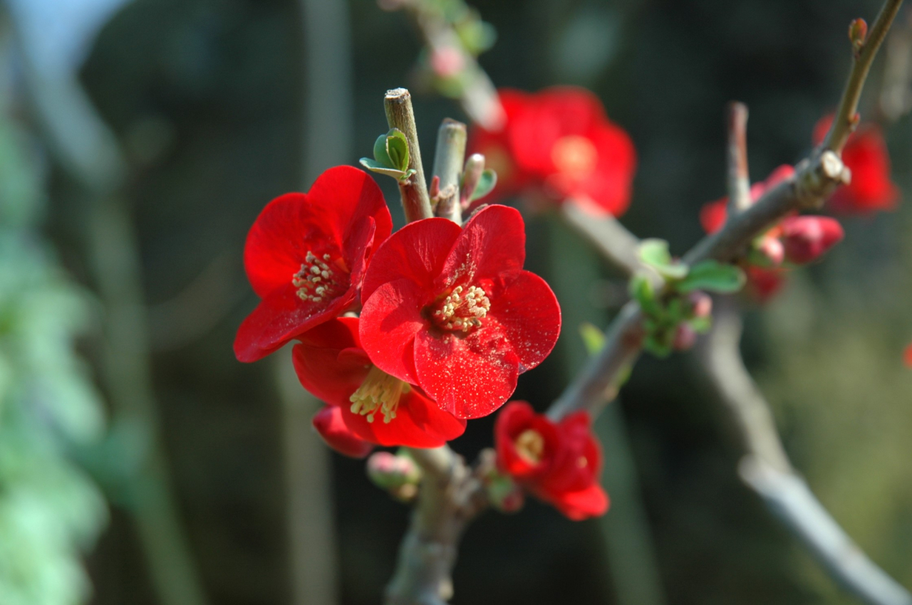 Flowering quince (Lee Si-jin/The Korea Herald)