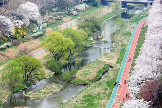 Walking paths along the Yangjaecheon stream filled with cherry blossoms (Seocho District Office)