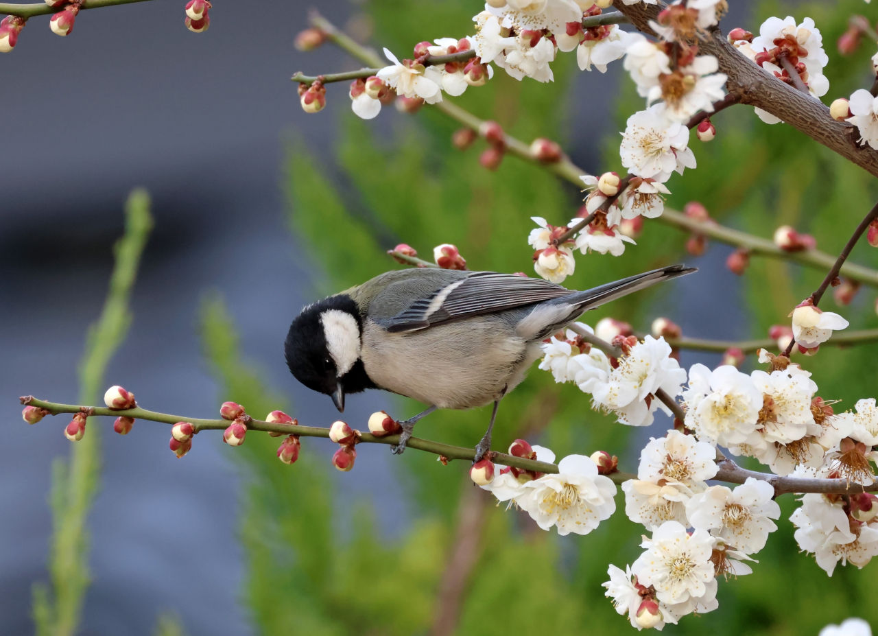 A titmouse enjoys white apricot flowers, food for the resident bird in South Korea, on Wednesday in Gangneung, Gangwon Province. (Yonhap)