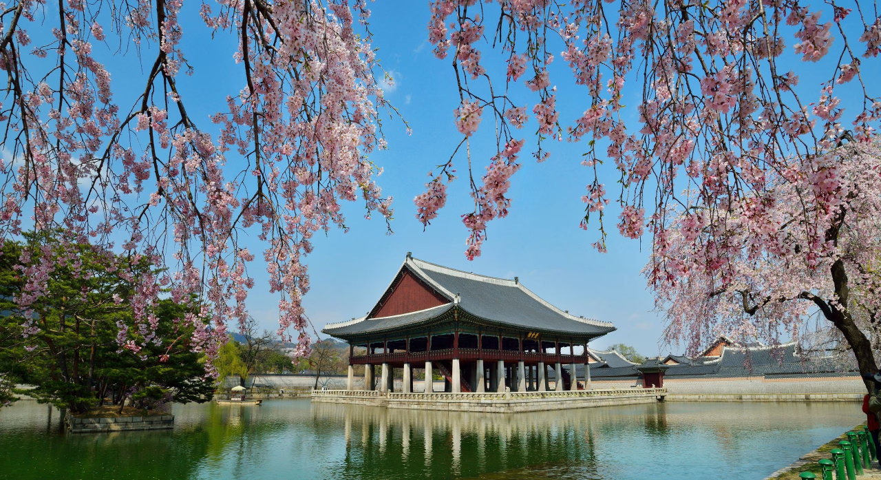 Gyeonghoeru Pavilion with weeping cherry blossoms in Gyeongbokgung, Seoul (CHA)