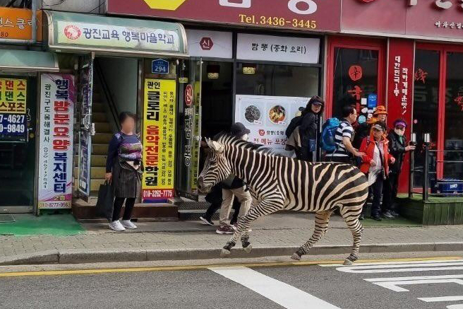 A zebra that escaped from a zoo in Seoul on Thursday (Yonhap)
