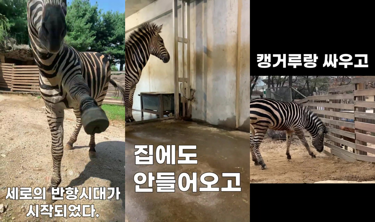 Images show a 2-year-old zebra being rebellious, refusing to go back to its barn, fighting with a kangaroo in order. (Seoul Facilities Corporation YouTube captured image)