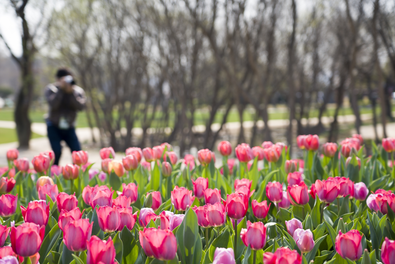 Tulips are in bloom at the Suncheonman International Garden Expo, Tuesday. (Joint Press Corps)