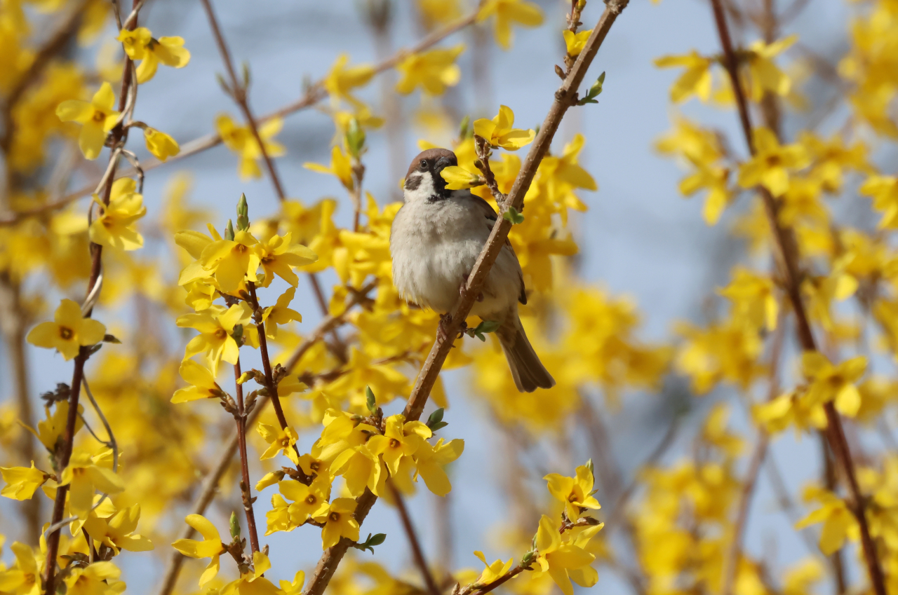 A sparrow is resting among forsythias in Gangneung, Gangwon Province, Thursday. (Yonhap)