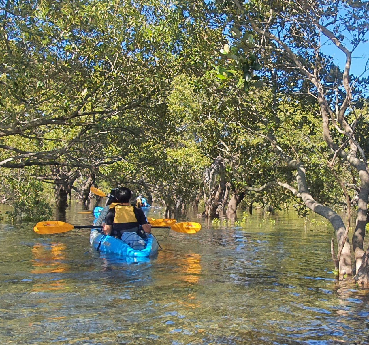 The mangroves in Currambene Creek near Jervis Bay provide shade and dappled surroundings for kayakers. (Paul Kerry/The Korea Herald)