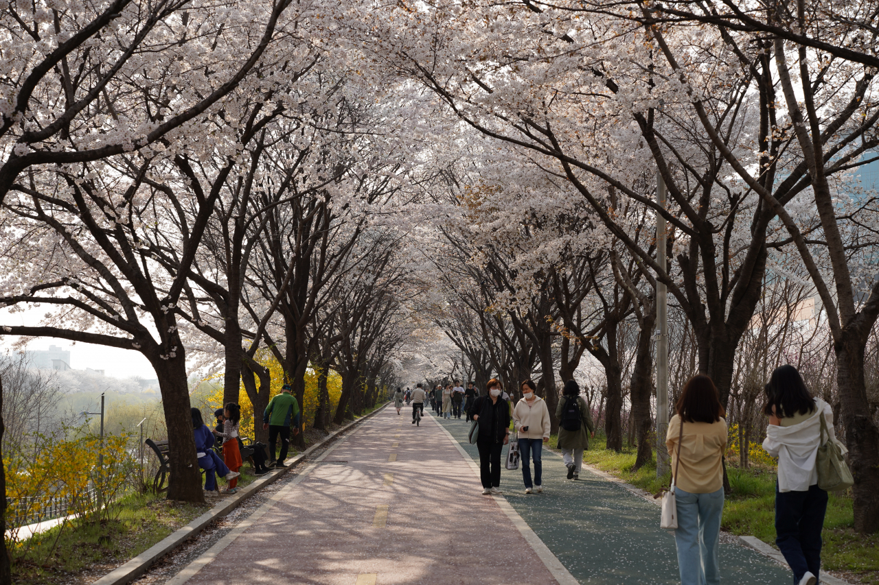 Cherry blossom tunnel at Songpa Trail's Seongnaecheon section (Lee Si-jin/The Korea Herald)