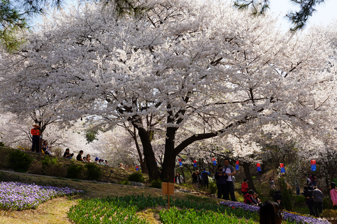 Giant cherry tree at Yeonhui Forest Shelter (Lee Si-jin/The Korea Herald)