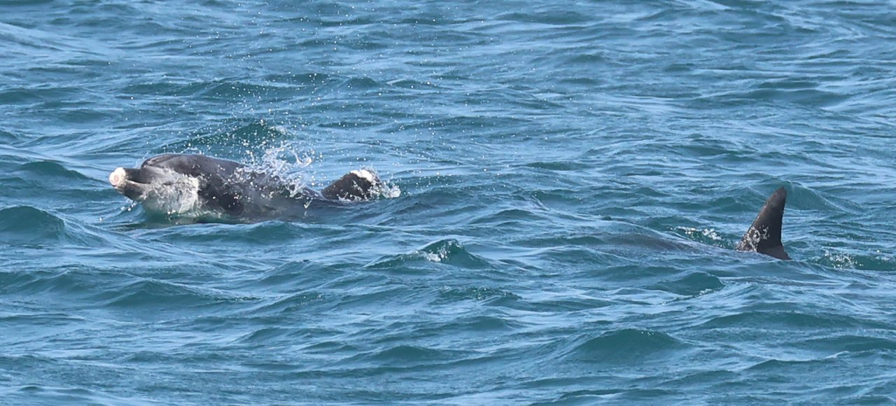 A dolphin with severe injuries to its beak and fin (left) swims next to another dolphin off the coast of Yeongrak-ri, Seogwipo-si, Jeju Island on Monday. (Yonhap)
