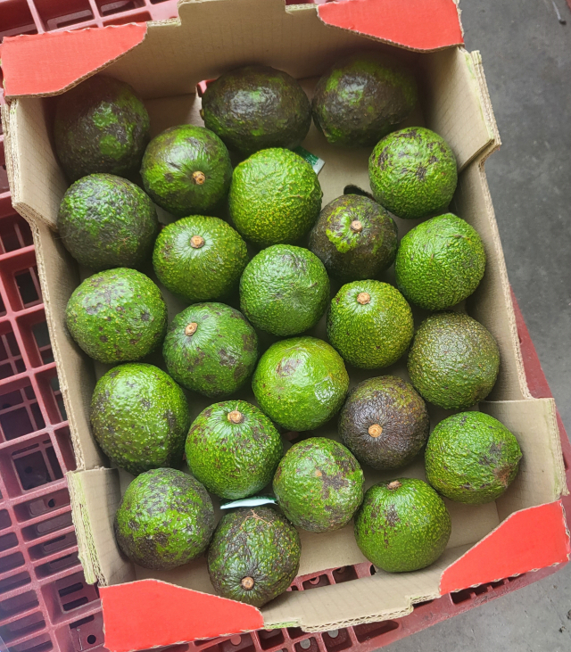 Colombian avocados imported to South Korea (Ministry of Food and Drug Safety)