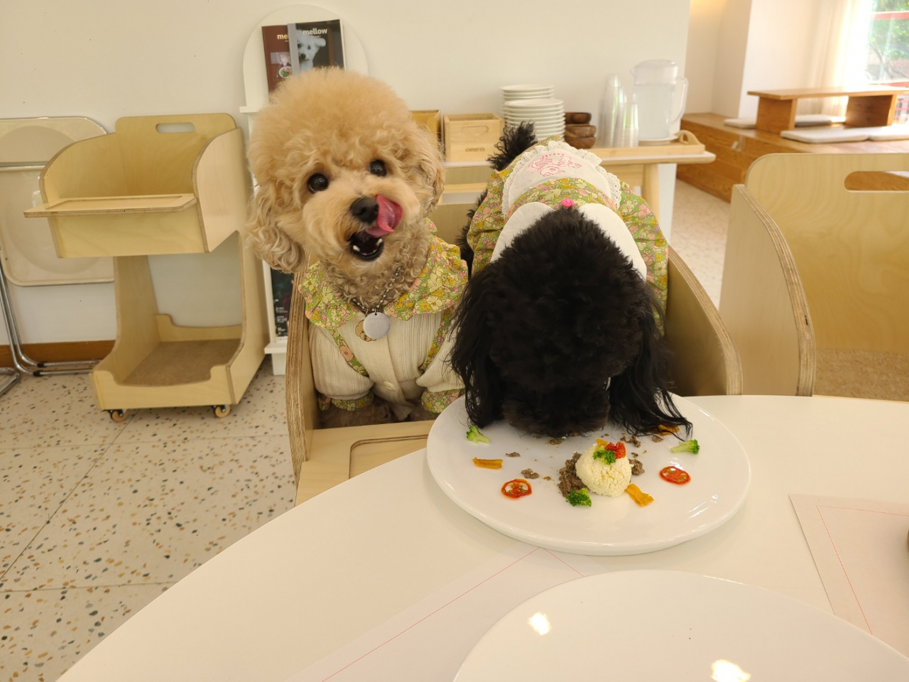 Dogs enjoy their full course meals at Pet Dining Mamma in Songpa-gu, eastern Seoul. (Jung Min-kyung/ The Korea Herald)