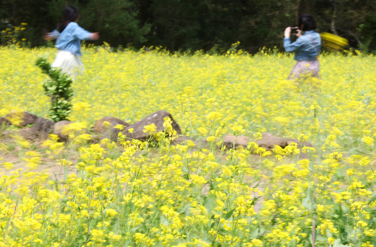 Tourists enjoy spring in a field of canola blossoms on Jeju Island, Feb. 18. (Yonhap)