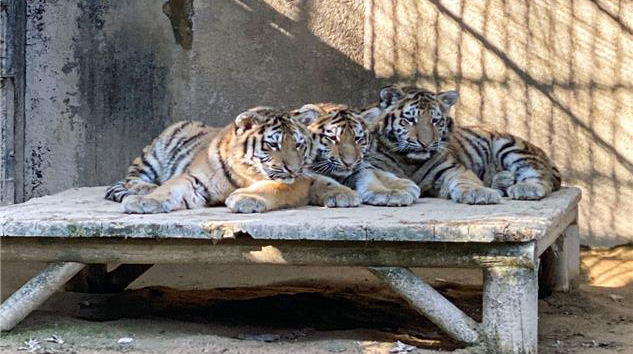 Three Siberian tiger cubs -- Parang, Haerang and Sarang -- at Seoul Grand Park in Gwacheon, Gyeonggi Province (Yonhap)