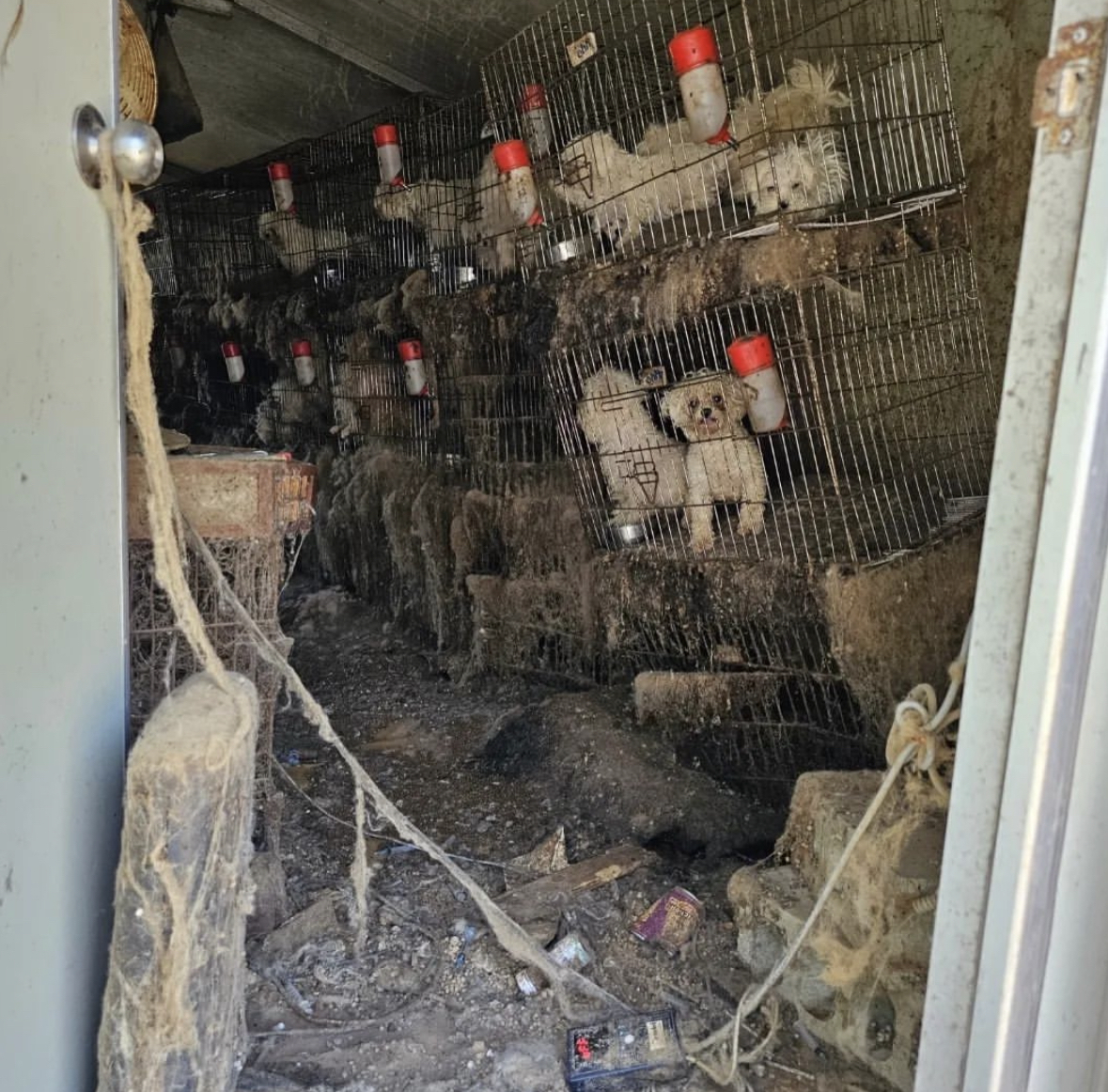 Dogs piled up in cages with their own waste -- feces, vomit, shed fur and more -- inside of an illegal breeding facility in Jinan-gun, North Jeolla Province, on May 2. (Courtesy of TBT Rescue’s Instagram)